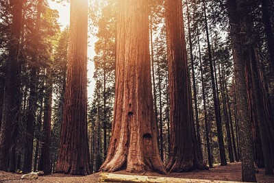 פאזל של Sequoia trees