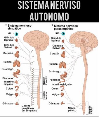 פאזל של Sistema nervioso autÃ³nomo