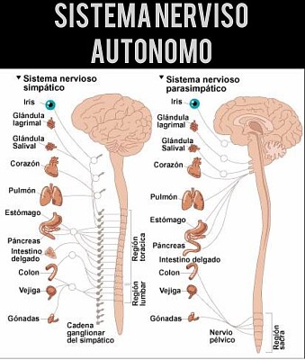 Sistema nervioso autÃ³nomo jigsaw puzzle