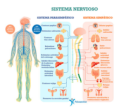 פאזל של Sistema Nervioso autonomo