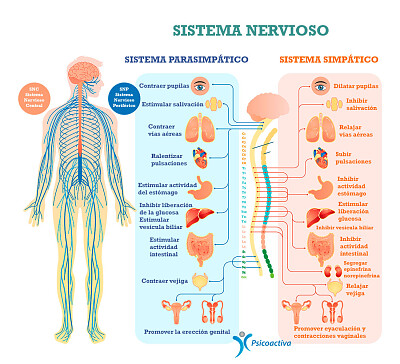 Sistema Nervioso autonomo jigsaw puzzle