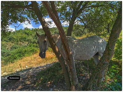 cavallo curioso