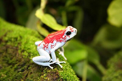 פאזל של Oophaga sylvatica