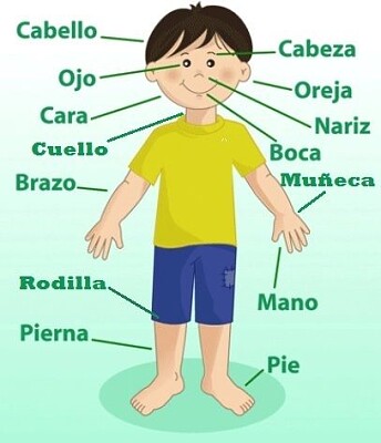 partes del cuerpo