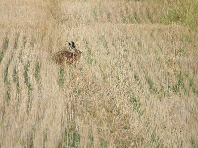 Lapin dans les bles jigsaw puzzle