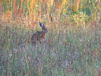 Lapin de prairie et soleil