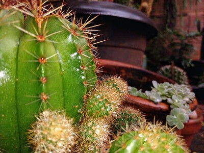 cactos