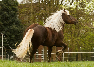 פאזל של Cavalo Floresta Negra