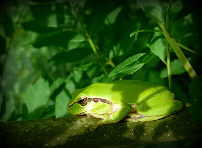 פאזל של Grenouille rainette verte