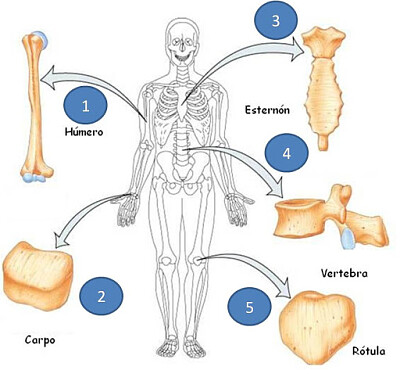פאזל של tipos de huesos