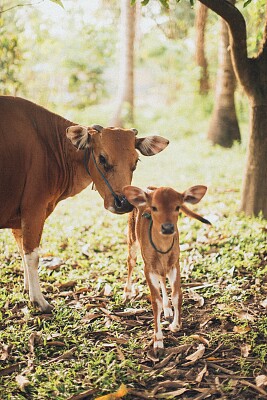 vaca+vitel