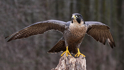 Peregrine Falcon,Endangered Animals in Canada