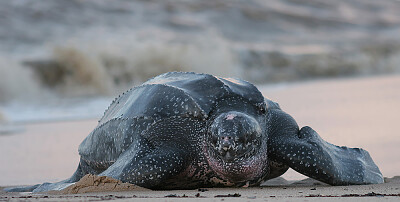 Leatherback Turtle, Endangered Animals in Canada