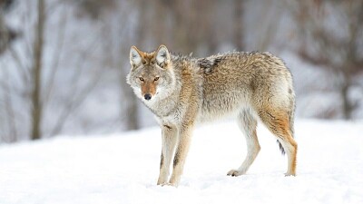 Coyote