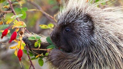 Canada Porcupine jigsaw puzzle