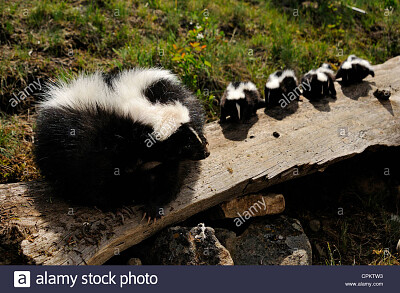 Striped Skunk and babies