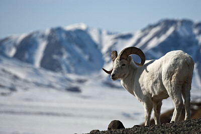 Bighorn bianco jigsaw puzzle