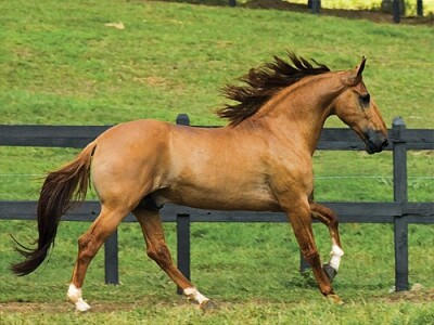 Cavalo Campolina jigsaw puzzle