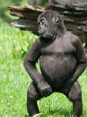 Funny Gorilla