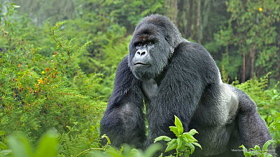 Mountain Gorilla Silverback jigsaw puzzle