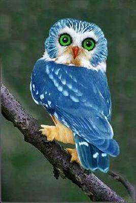 Rare Blue Owl