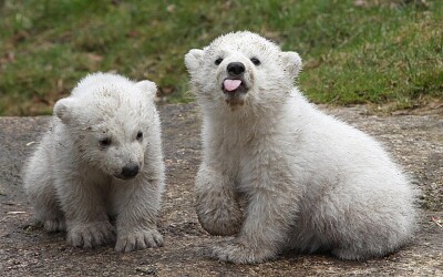 twin polar bear cubs with a bit of sass