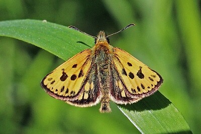 Carterocephalus silvicola