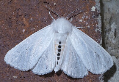 Spilosoma virginica