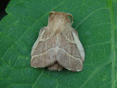 Malacosoma neustria