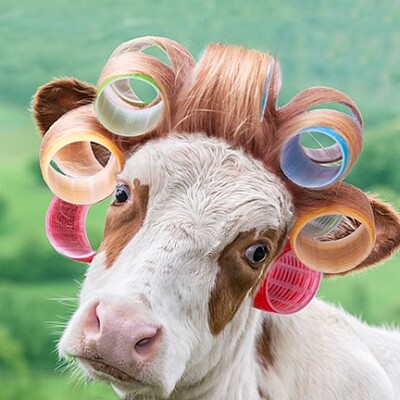 Cow in Curlers
