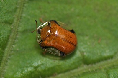 Charidotella