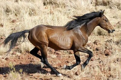 Brumby jigsaw puzzle
