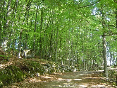 Sous-bois, Nasbinals, Lozère