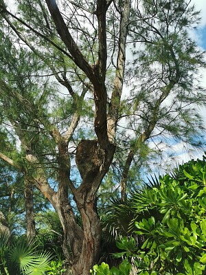 NATURALEZA.TULUN Q. ROO