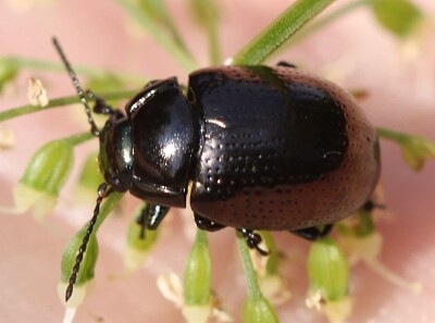 Chrysolina oricalcia