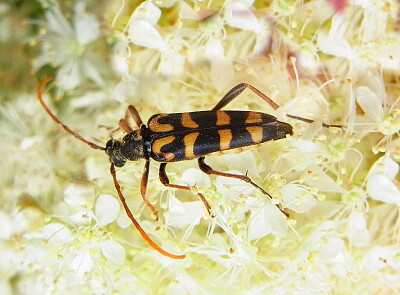 Leptura annularis jigsaw puzzle