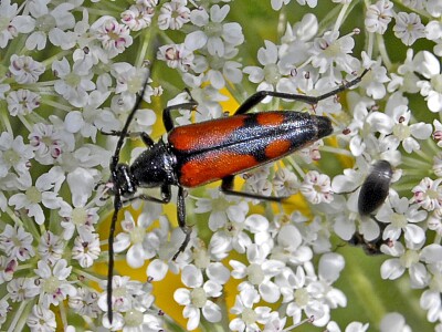 Stenurella bifasciata