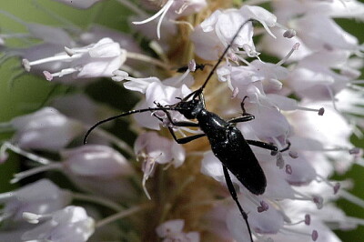 Stenurella nigra