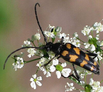 Strangalia  quadrifasciata