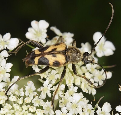 Judolia cordifera