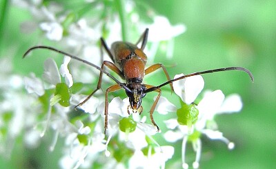 Stenurella septempuntata