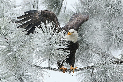 פאזל של eagle