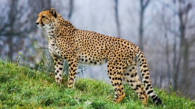 פאזל של gepard