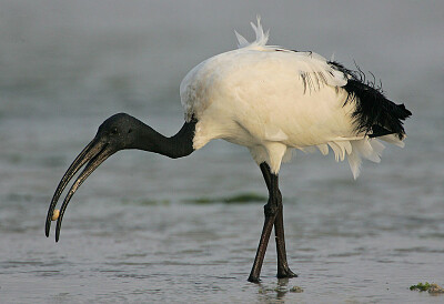 Ibis sacro africano