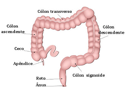 פאזל של intestino groso