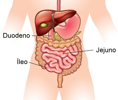 פאזל של intestino delgado