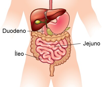 intestino delgado