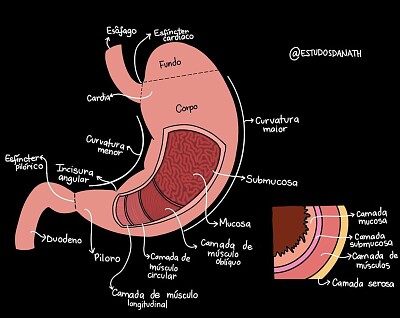 estomago