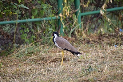 פאזל של Pavoncella rosso caruncolato