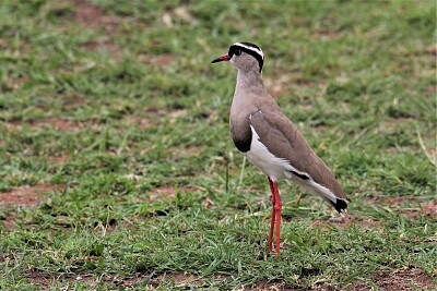 Pavoncella coronata